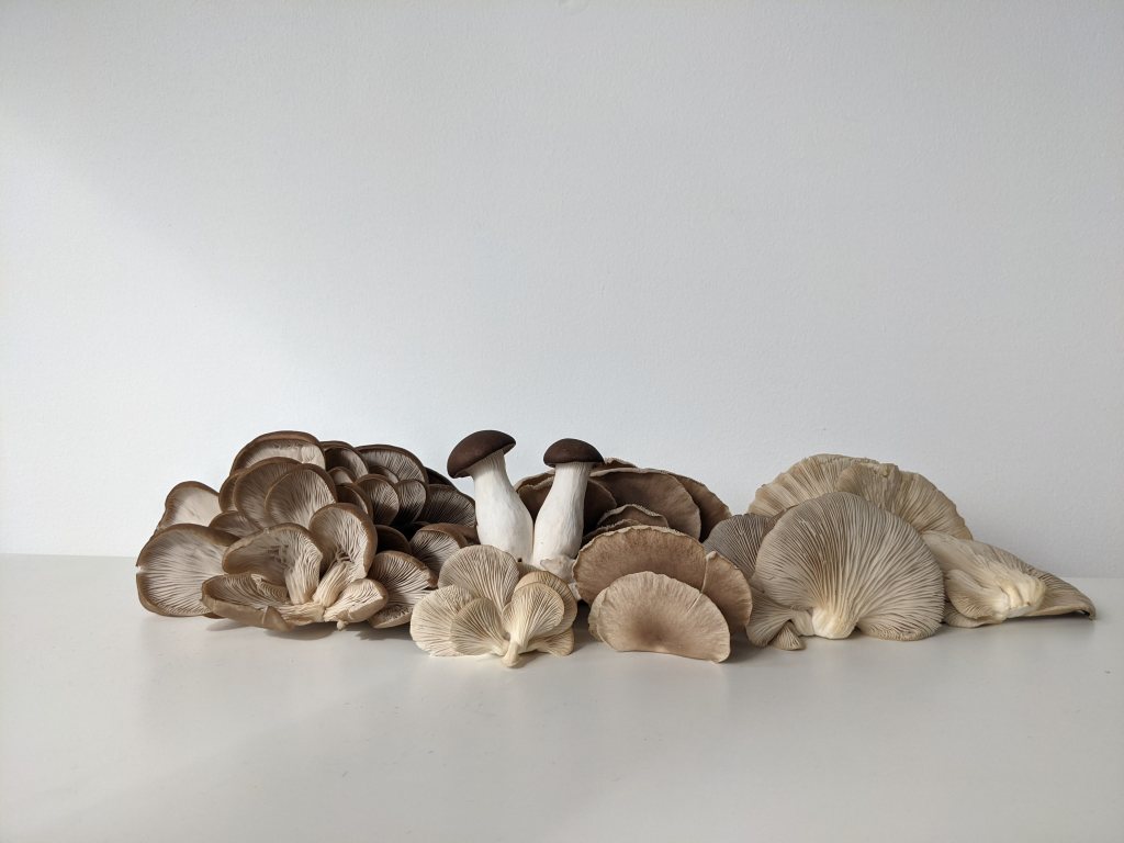 Why Stop At Chicken? Filipino Adobo Pickled Mushies